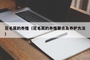 花毛茛的养殖（花毛茛的养殖要点及养护方法）