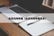 白羽乌鸡养殖（白羽乌鸡养殖技术）